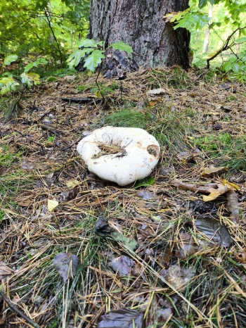 Zdjęcie WhatsApp 2025-10-10 o 23.07.21_22a9b307